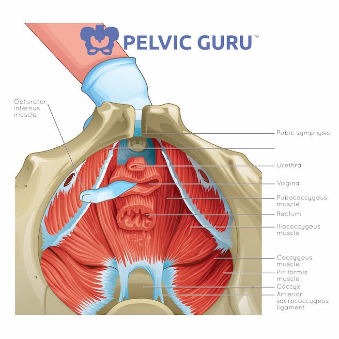 Pelvic Pain During Menopause Dr Amruta Inamdar Pelvic Floor Physical Therapy