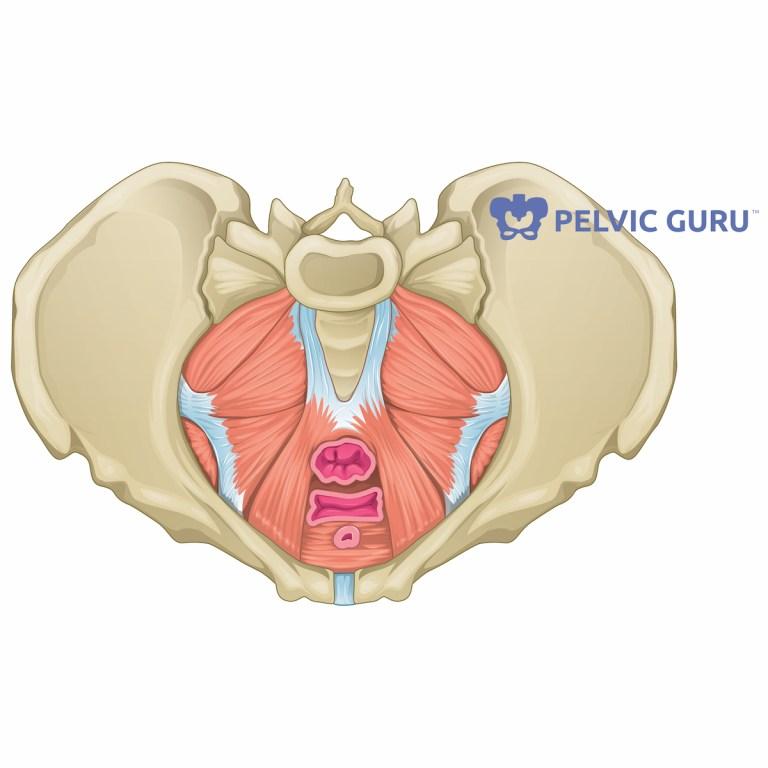 Pelvic Pain During Menopause Dr Amruta Inamdar Pelvic Floor Physical Therapy