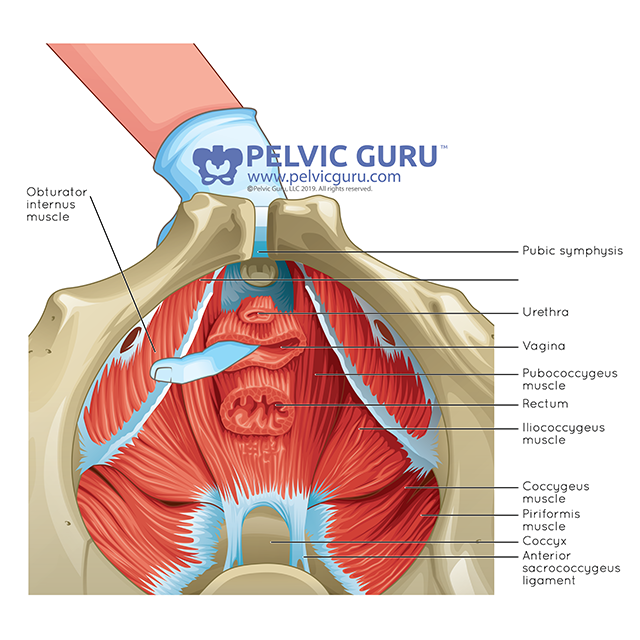 Pc muscles male The Penis. 